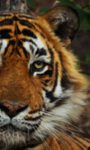 T24 Ustad Dies In Captivity  Nation Mourns